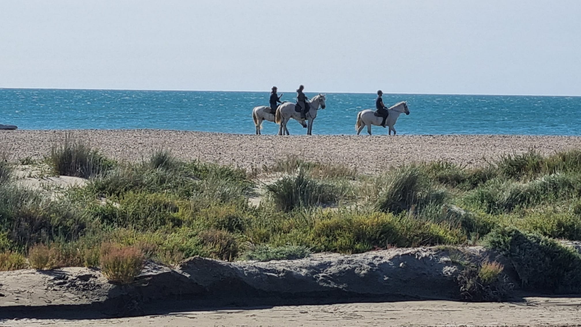 camargue 2