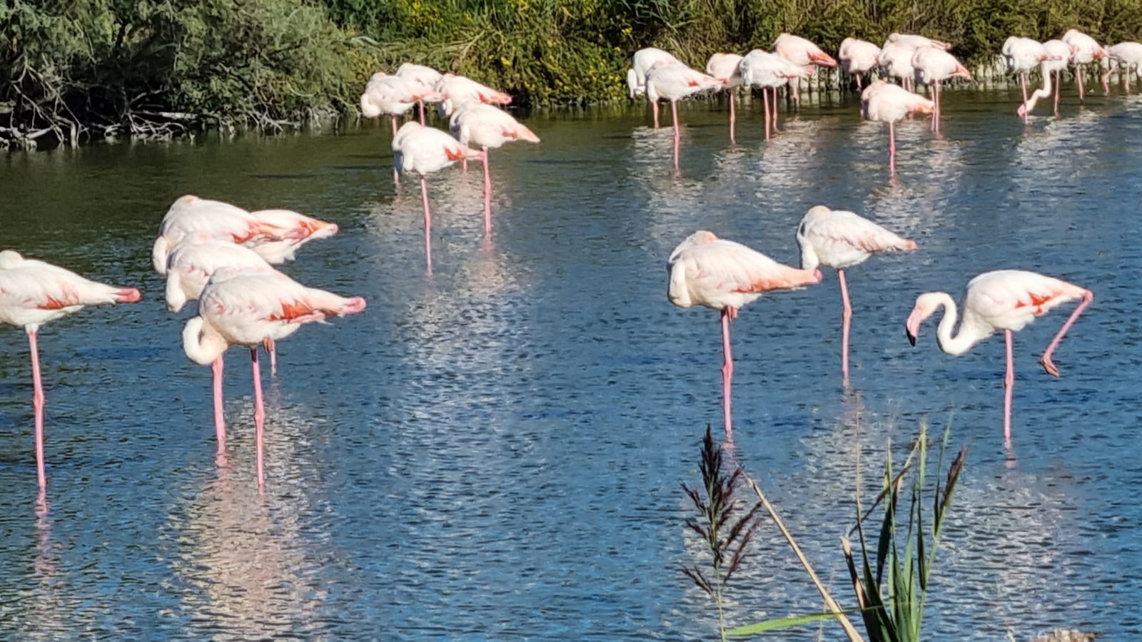 camargue3