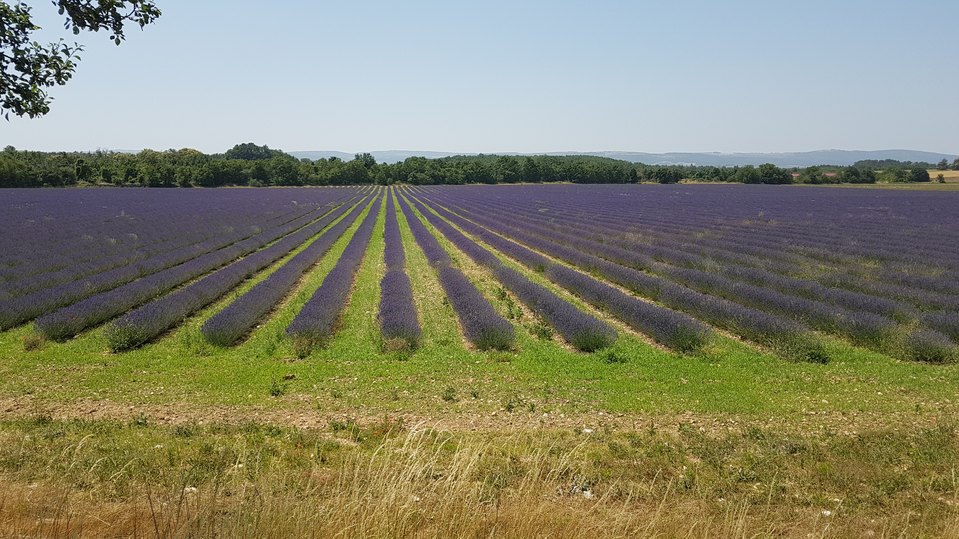 Campo lavanda provenza