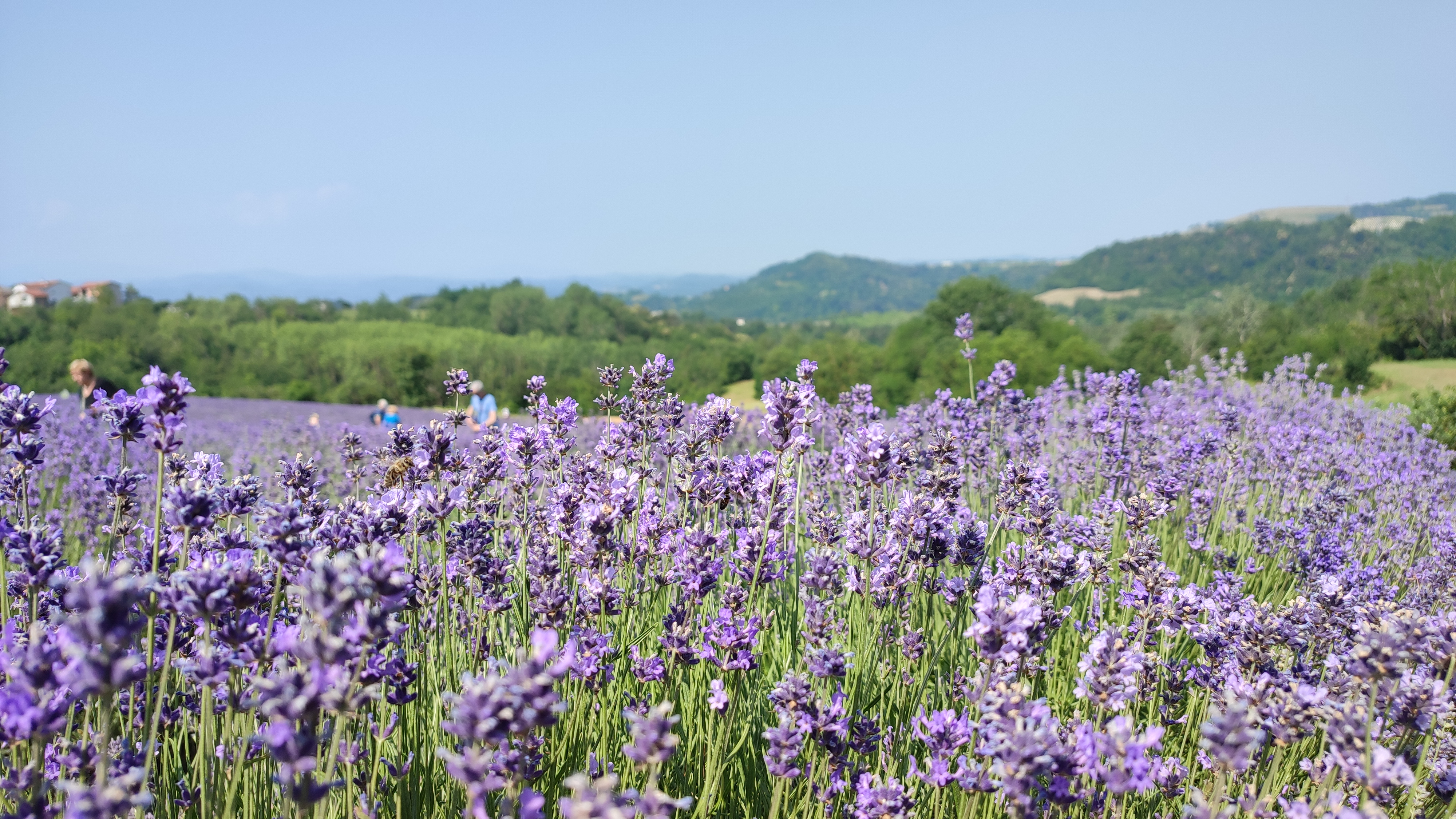 Lavanda