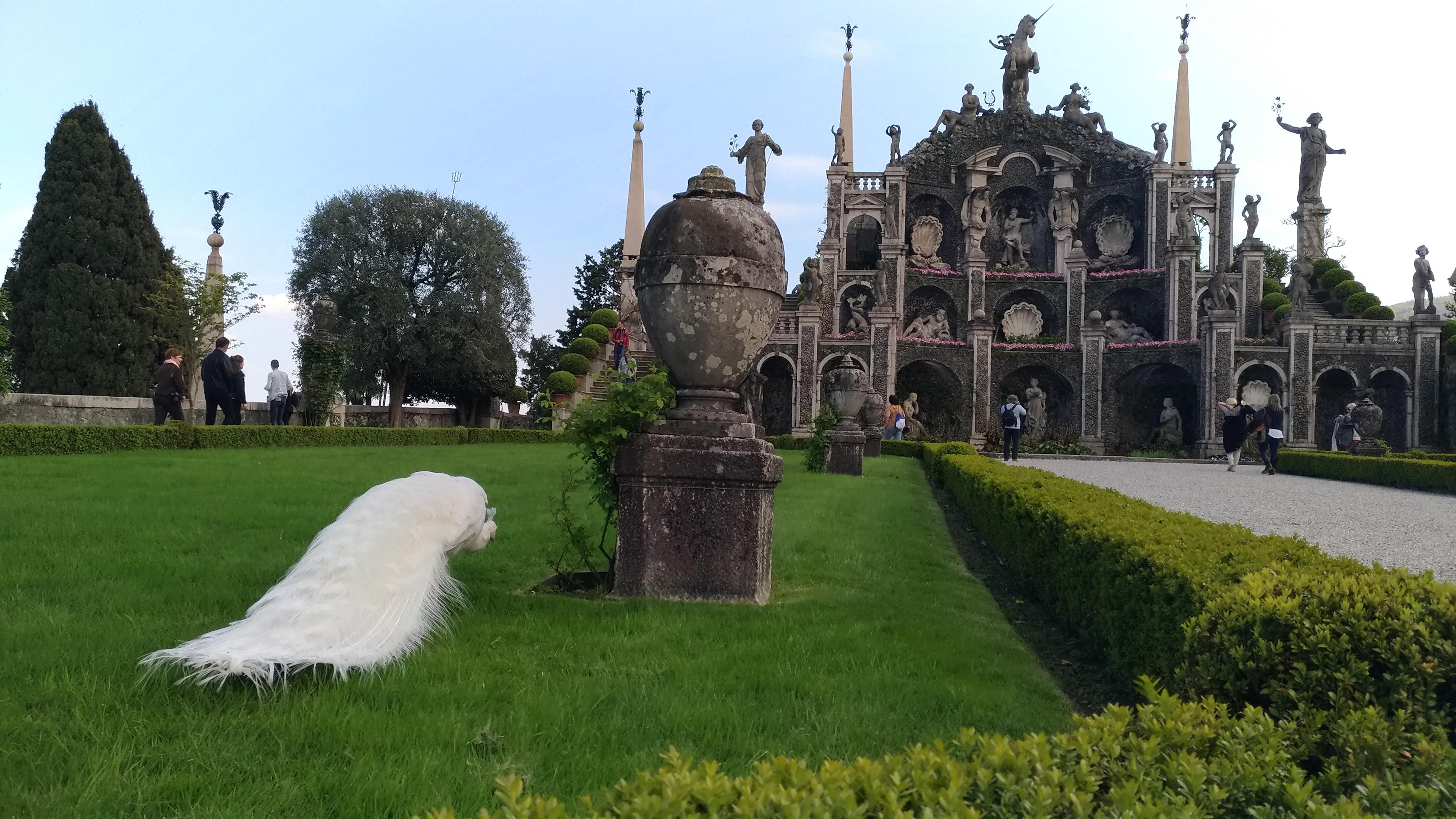 isola bella pavone
