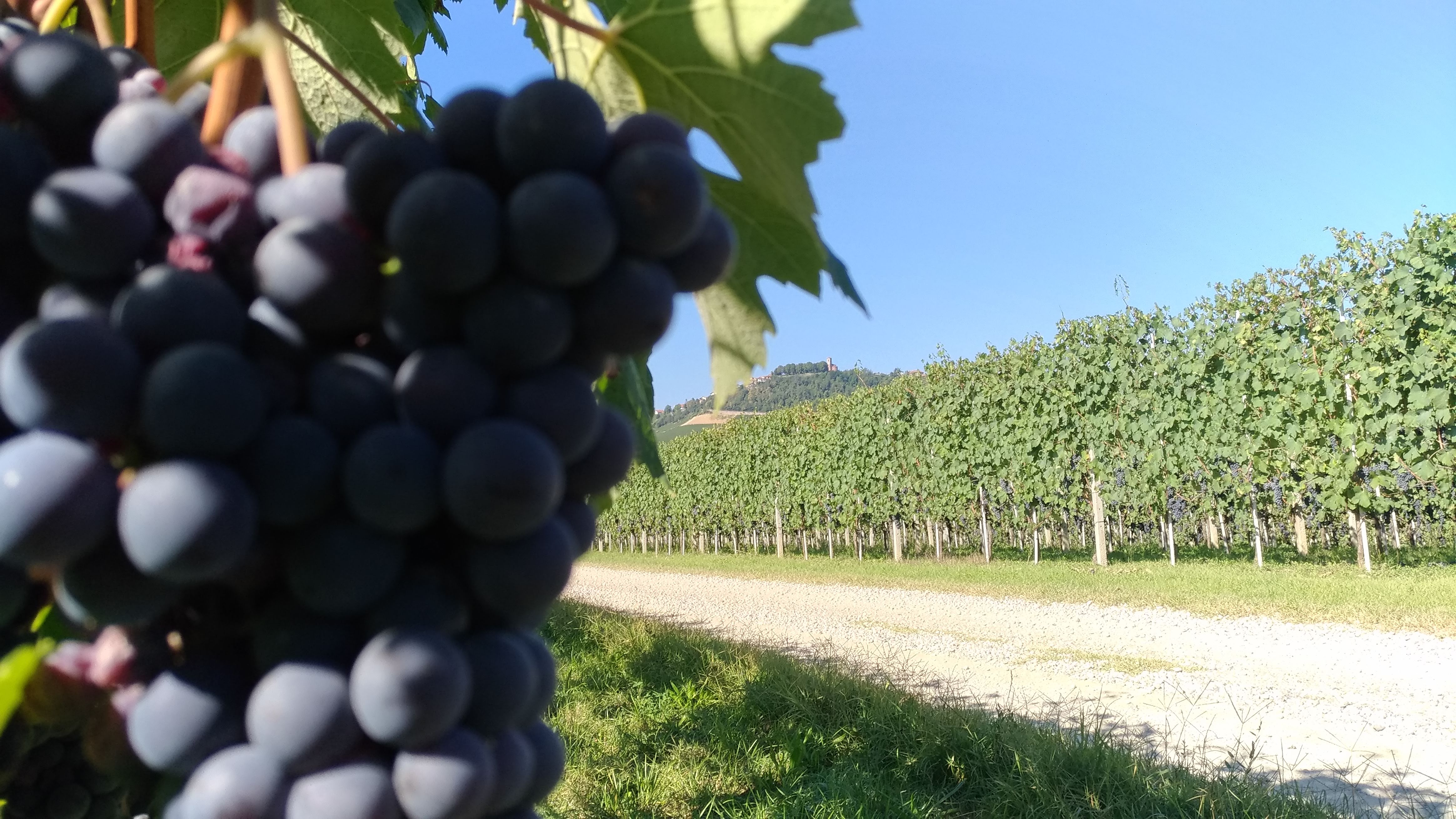 langhe grappolo