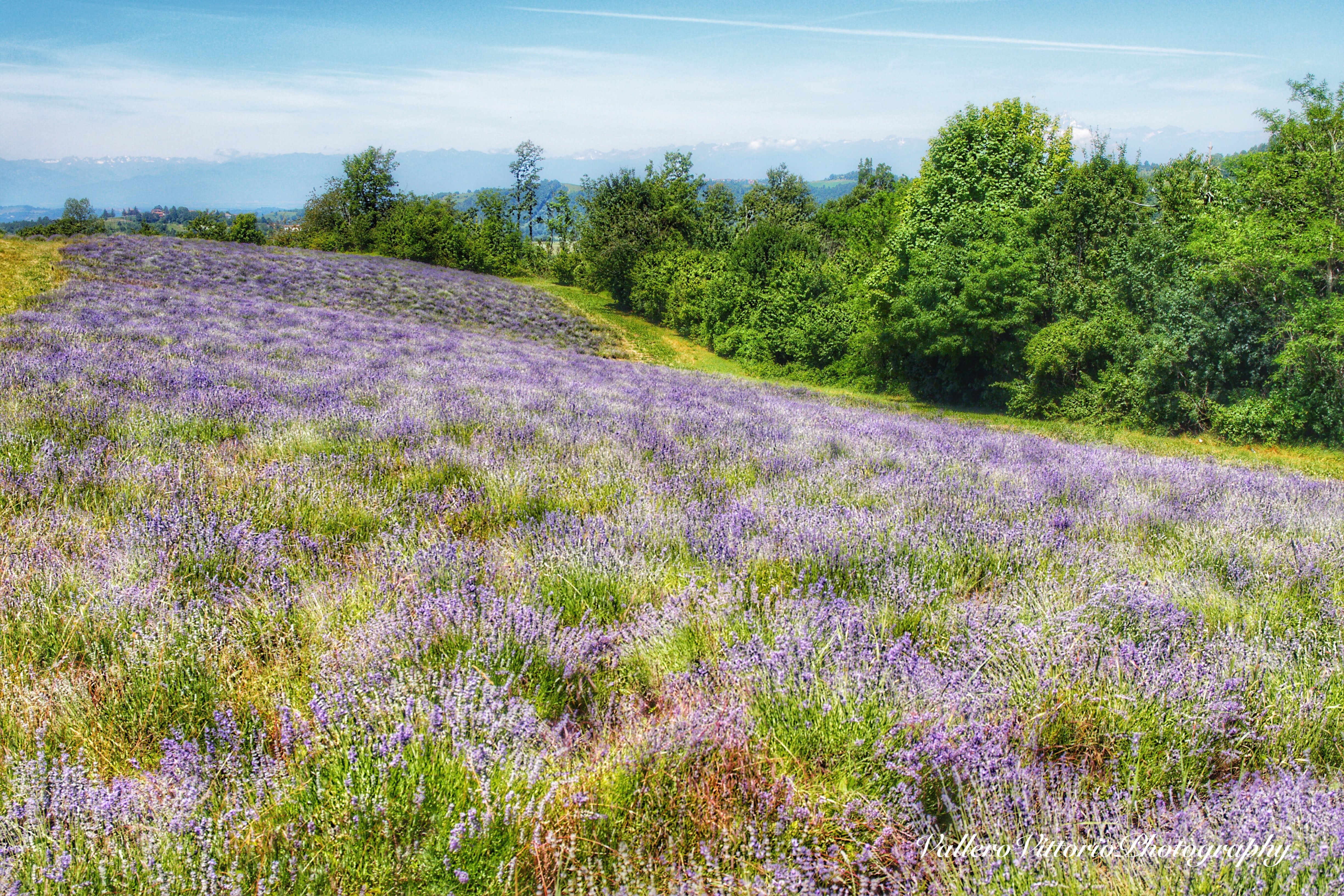 Lavanda campo