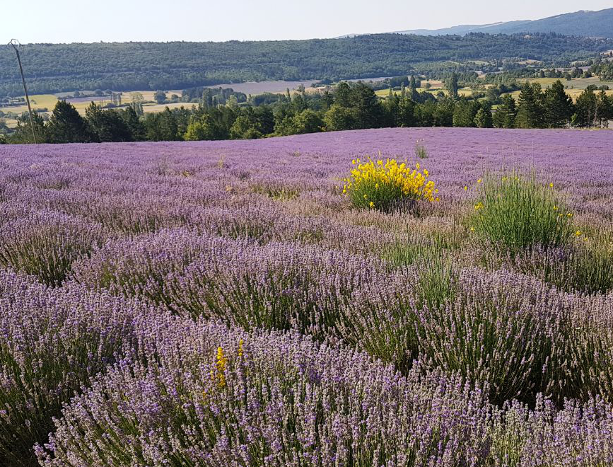 Lavanda