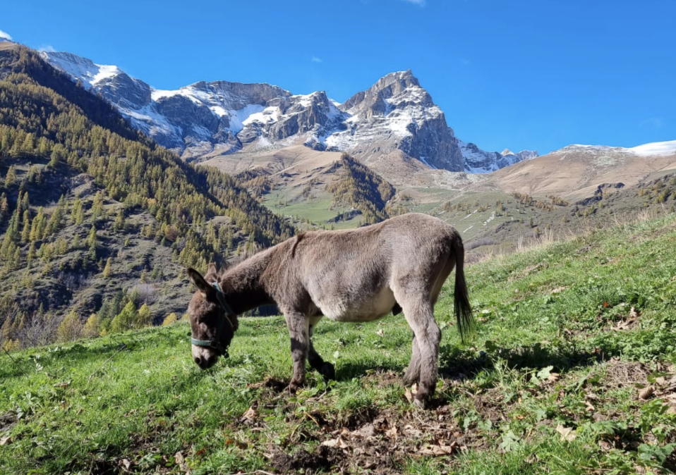 Asinelli Val Maira