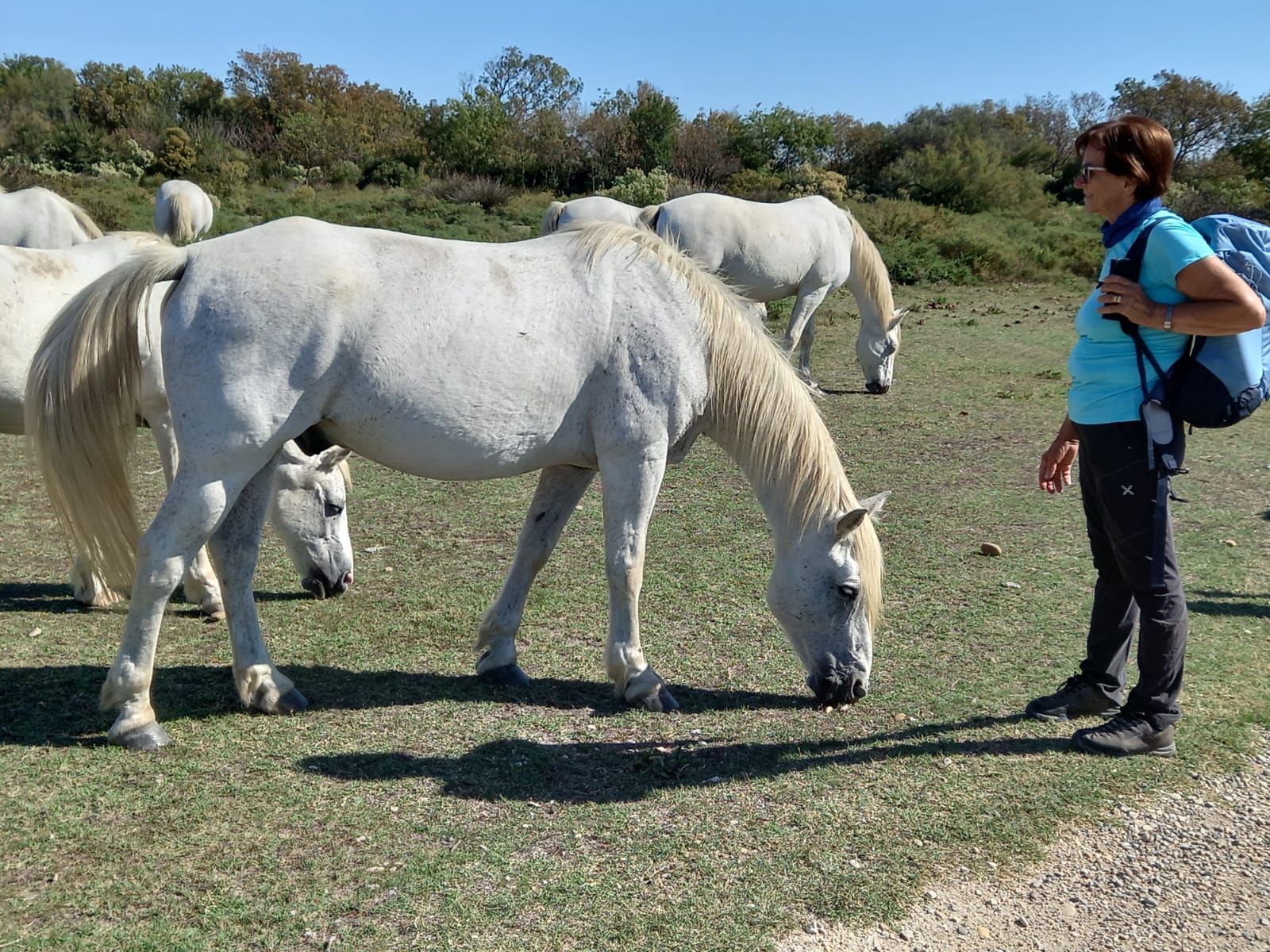 Camargue