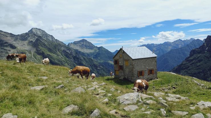 Monte Rosa