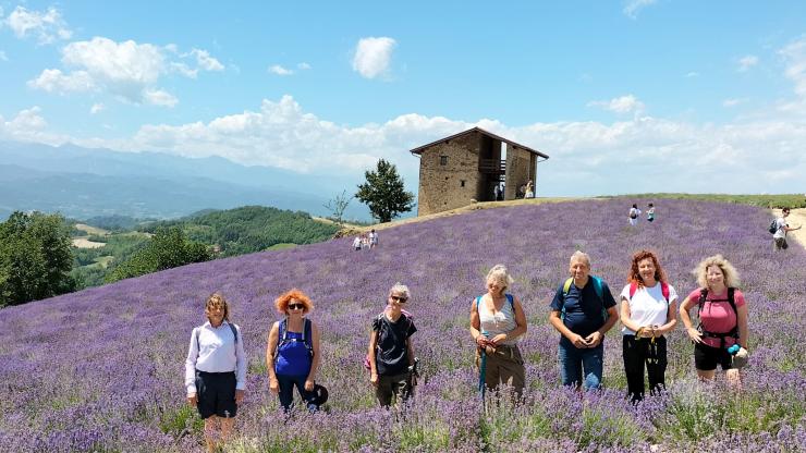 LAvanda