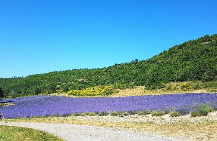 campi di lavanda