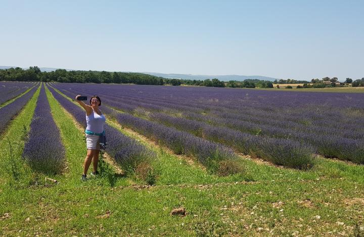 lavanda in fiore