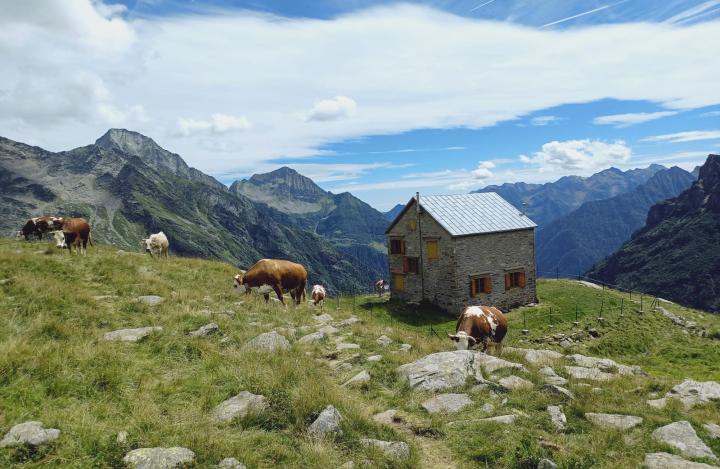 Monte Rosa