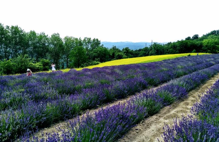Lavanda Piemonte