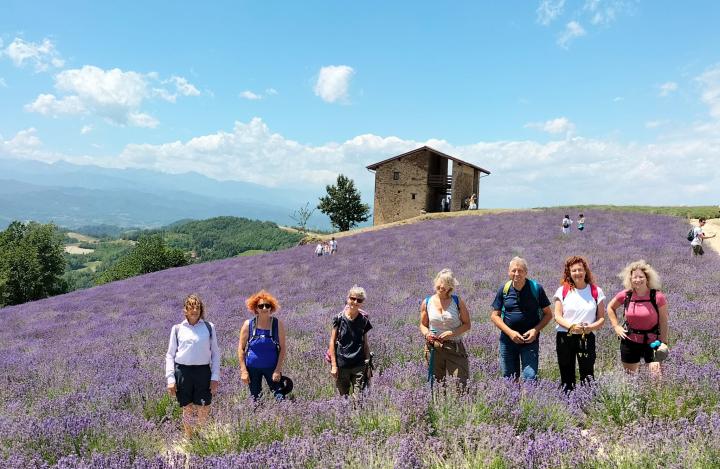 LAvanda