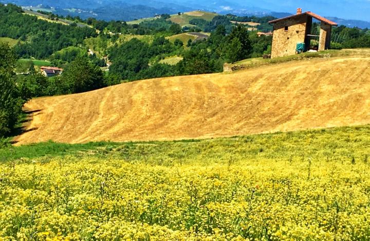 Lavanda Piemonte