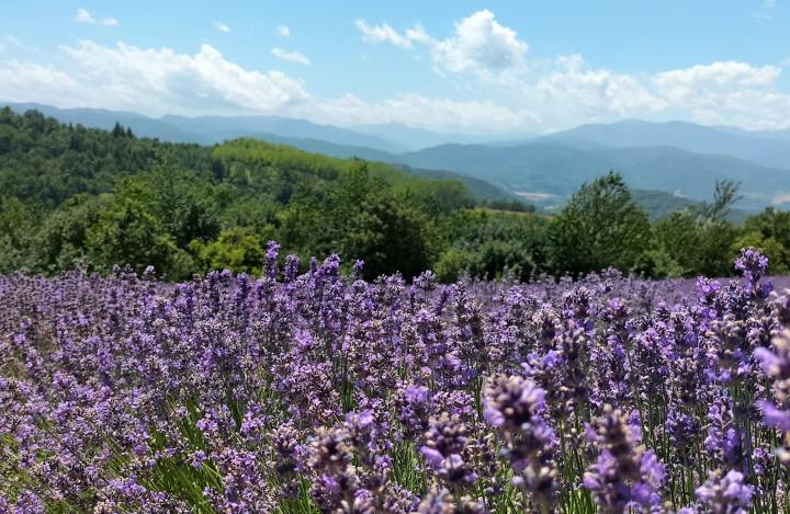 Lavanda Piemonte