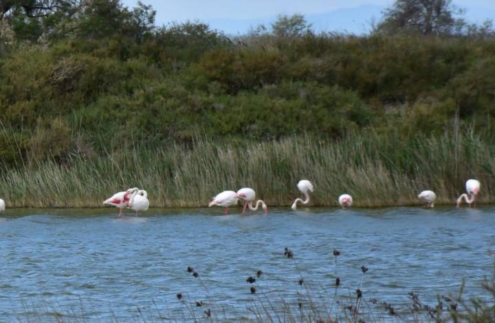 Camargue