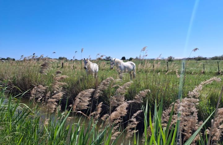 Camargue