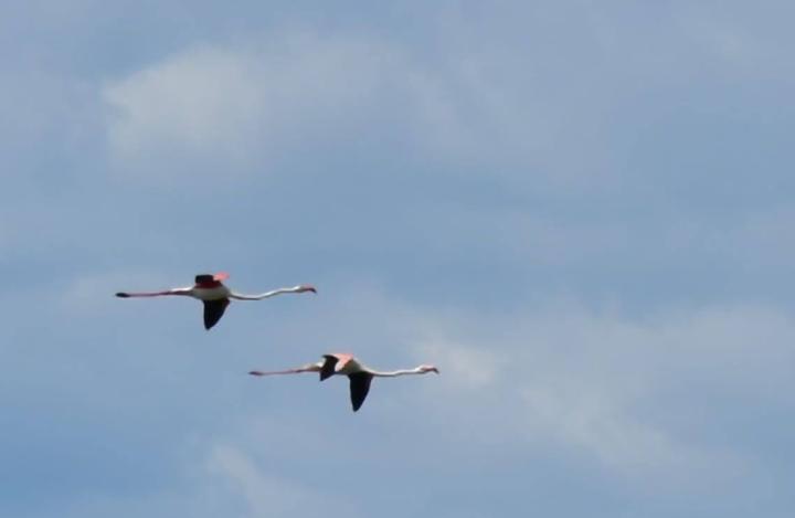4 giorni di Workshop fotografico in Camargue