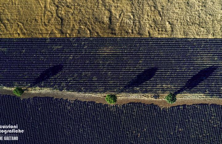 4 giorni di Workshop fotografico dedicato alla Lavanda
