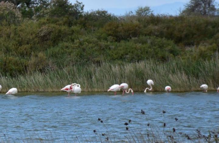 BUS_5_CAMARGUE_2m