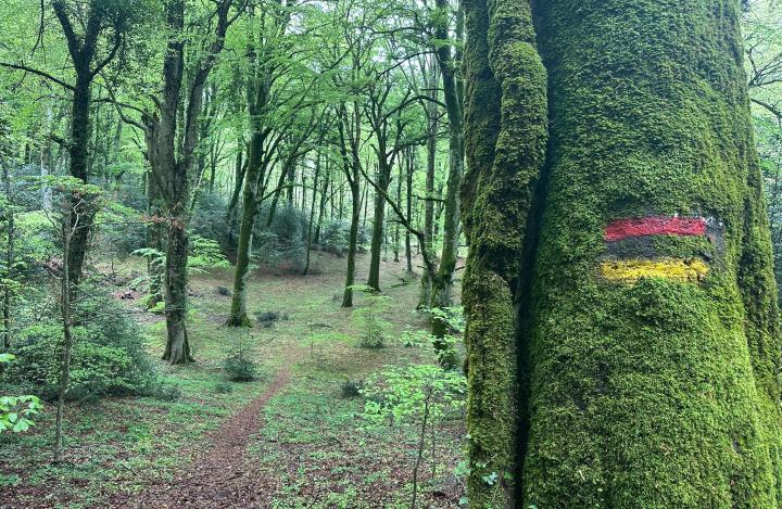 Foresta Umbra