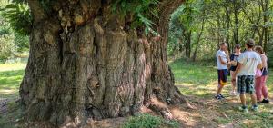 Roero Castagna Granda Minibus Tour